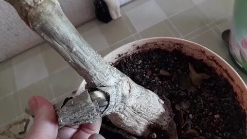 Денежное дерево сгнил корень
