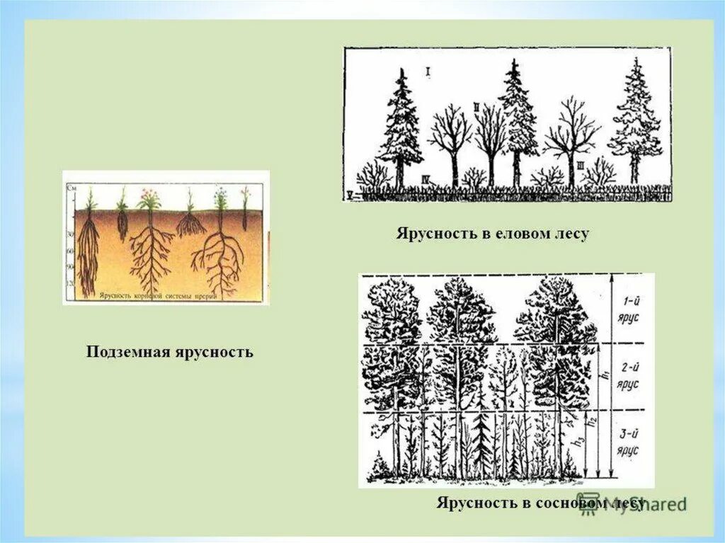 Характеристики соснового и елового леса по группам. Ярусность соснового леса схема. Структура Елово леса ярусность. Ярусность лесного фитоценоза. Лесные этажи ярусы лиственного леса.