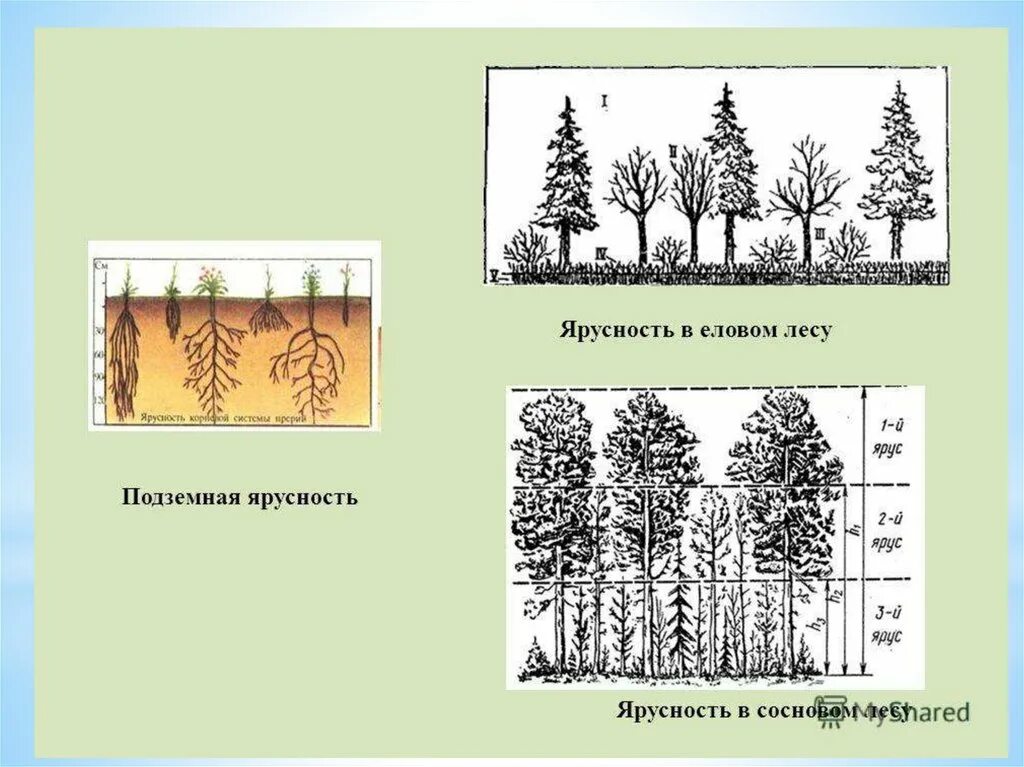 Растительное сообщество рисунок. Ярусность соснового леса схема. Структура Елово леса ярусность. Лесные этажи ярусы лиственного леса. Ярусность Ельников.