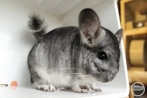 Шиншилла мальчик