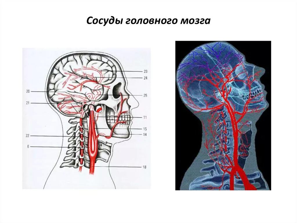 Нервные сосуды головного мозга. Капилляры головного мозга. Расположение сосудов головного мозга.