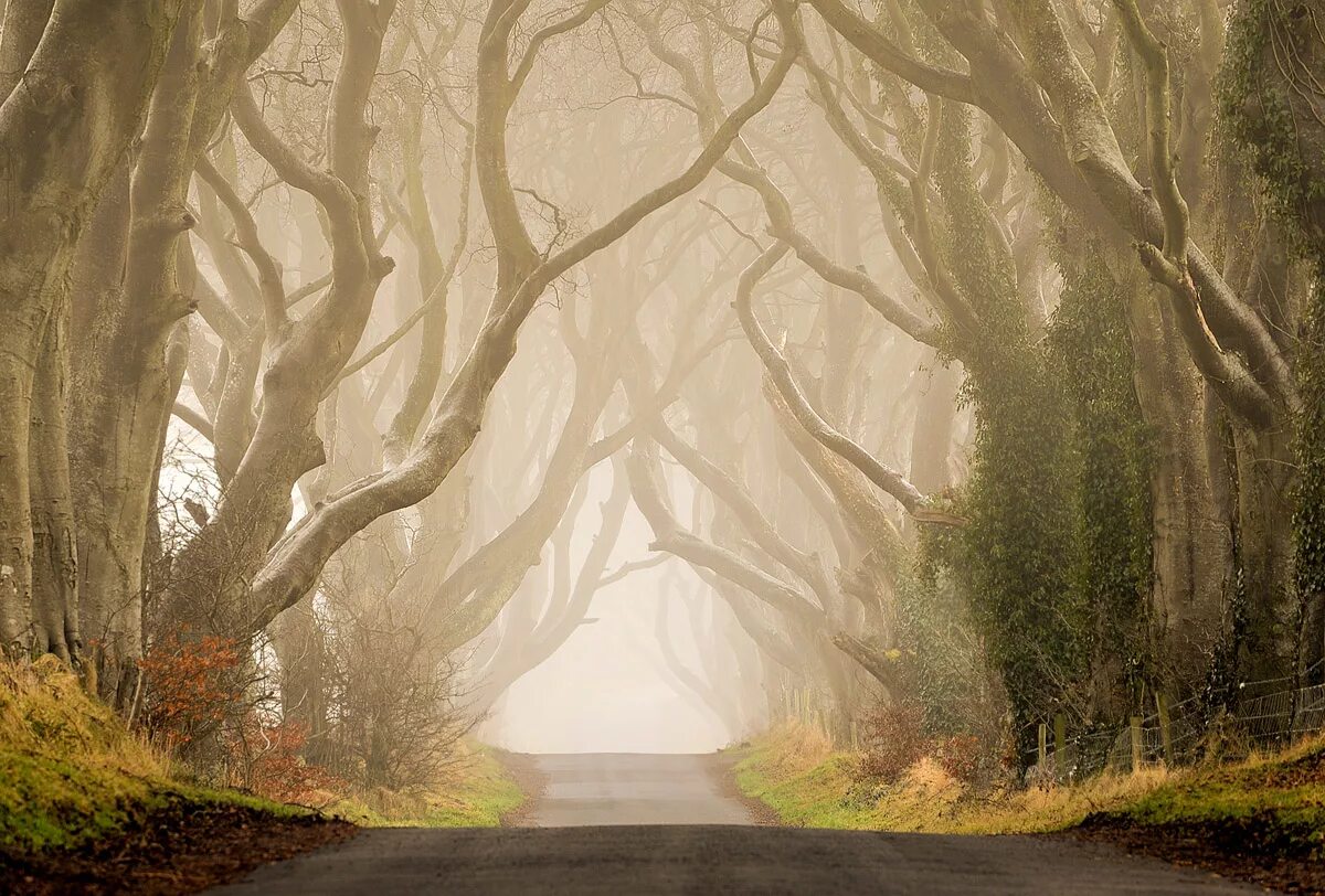 Заколдованное дерево. Аллея дарк Хеджес. Буковая аллея в Северной Ирландии. Dark Hedges Ирландия. Темная аллея Северная Ирландия.