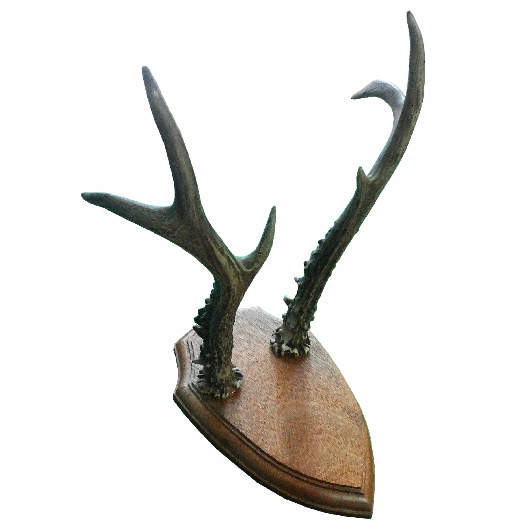 Установить рога. Сувенирные рога на стену. Лосиные рога на стену. Подставка для рогов лося. Рога оленя на стену.