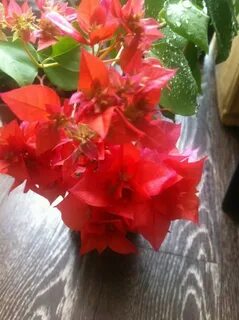 Double red