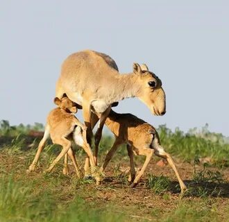 Самые животные казахстана