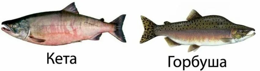 Кета и горбуша. Чем отличается горбуша от кеты. Как отличить горбушу от кеты. Чем отличается горбуша от кеты. Горбуша кета кижуч отличия.