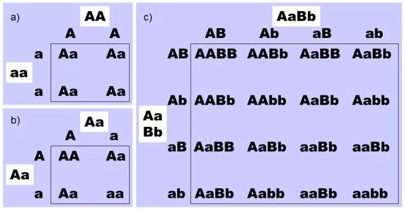 AABB генотип. AABB биология. AABB X AABB скрещивание. Биология AABB AABB.