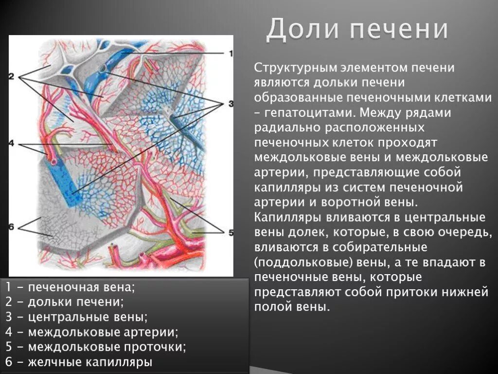 Какая вена в печени. Центральная Вена печени гистология. Центральная Вена дольки печени. Центральная Вена дольки гистология. Центральная Вена печеночной дольки анатомия.