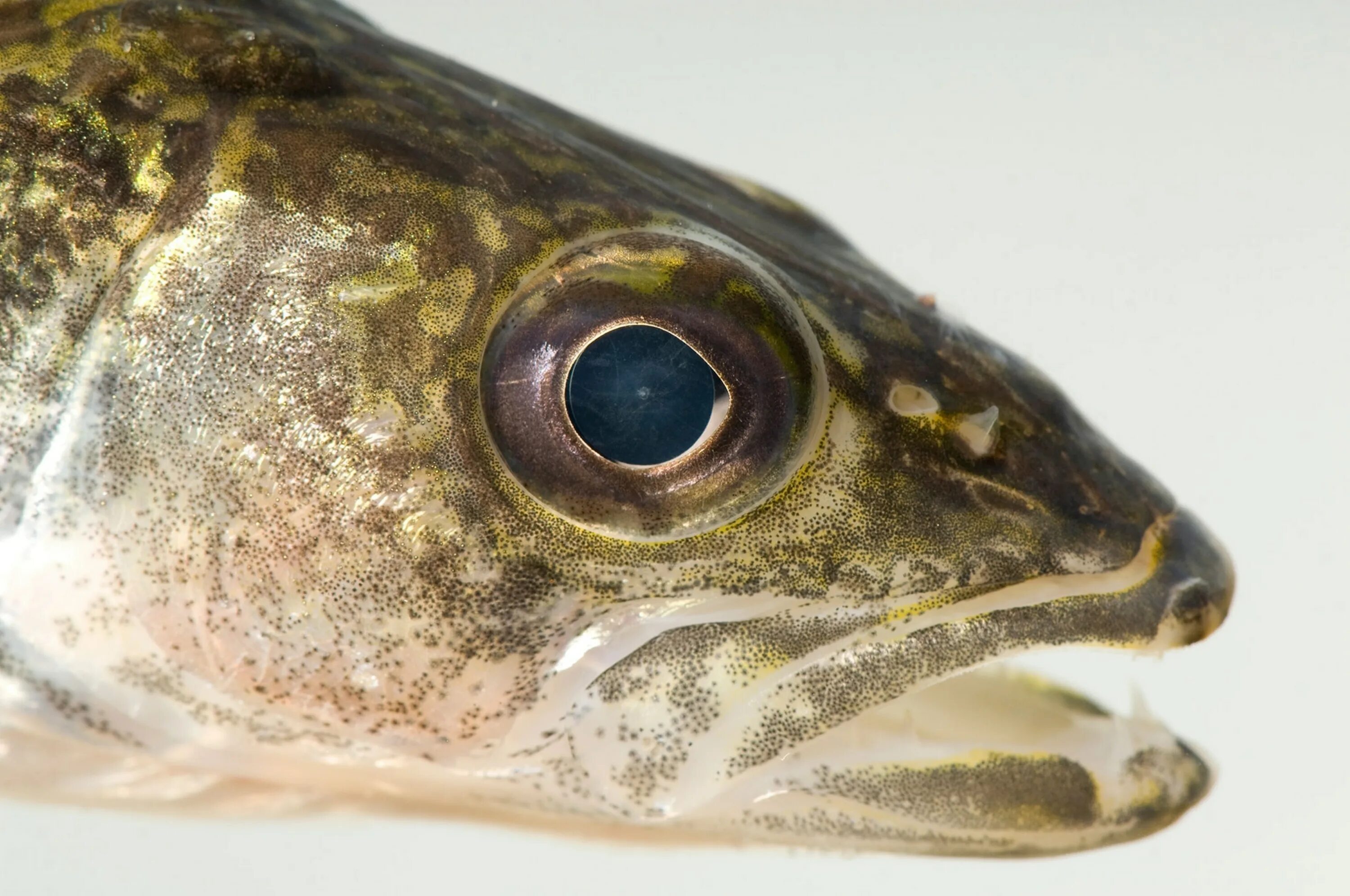 Пигоцентрус наттерера пиранья. Самые громкие рыбы. Рыбачить по английски. Шумная рыба. Громкие рыбы.