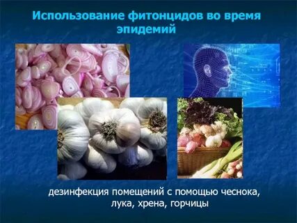 Овощи содержащие повышенное количество фитонцидов