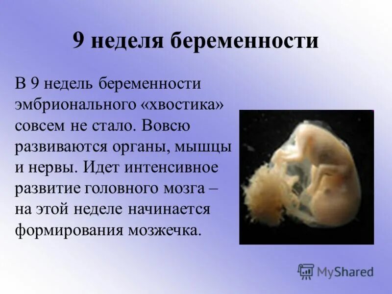 Акушерские и эмбриональные недели. 9 Акушерских недель беременности фото. Девять недель беременности размер плода. Эмбрион в 8-9 недель беременности. Эмбриональный срок 8-9 недель беременности.