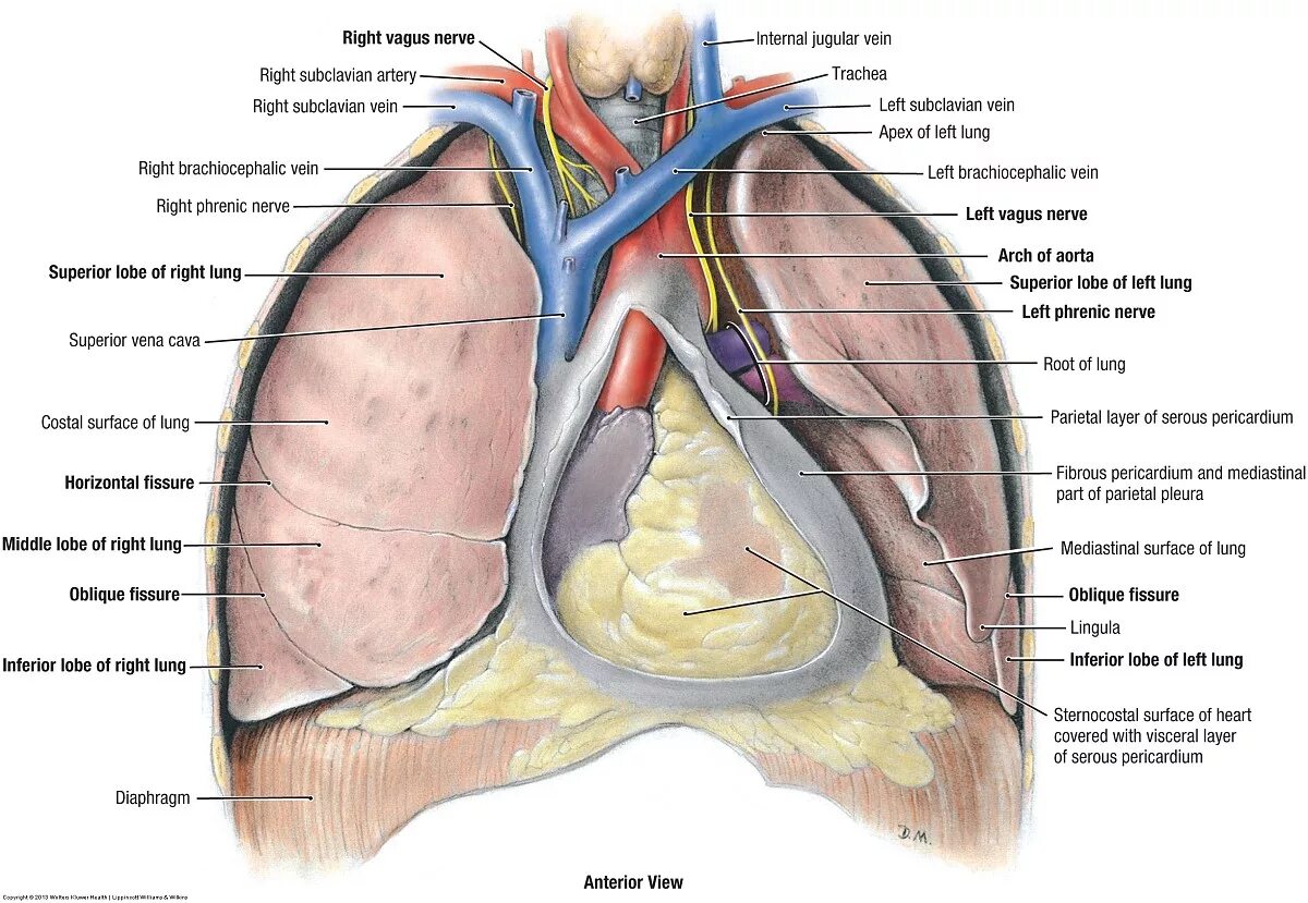 Ларистальная плевра легкого анатомия. Плевра перикард. В норме плевральная полость содержит жидкость v. Синусы плевры схема. Паракостальная плевра анатомия.