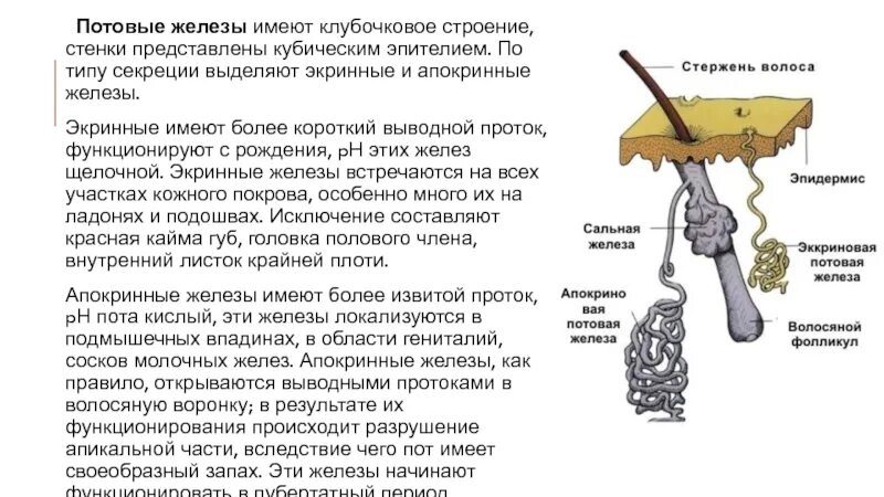 Значение выделения пота