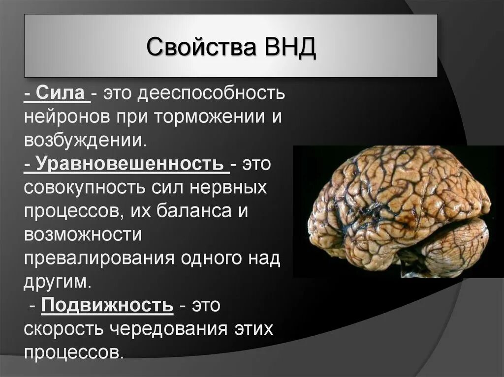 Что лежит в основе нервной деятельности человека. Нервная деятельность. Высшая нервная деятельность человека. Высшая нервная деятельность мозг. Основы высшей нервной деятельности.