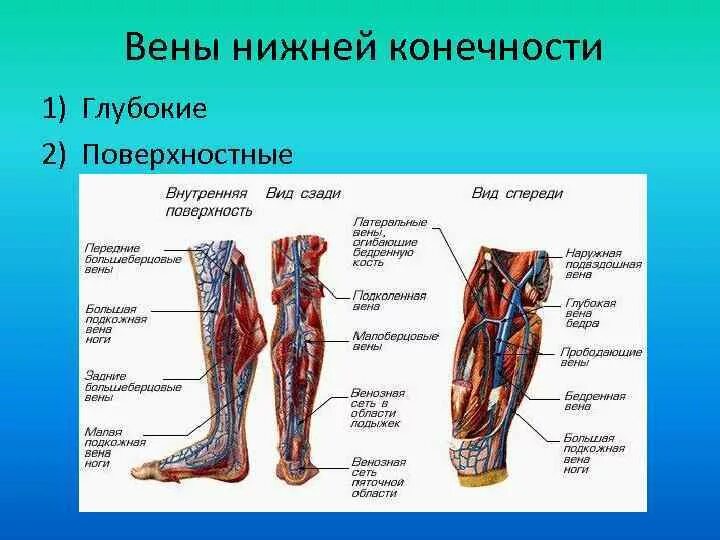 Поверхностная Вена нижней конечности. Вены нижней конечности анатомия. Поверхностные вены нижней конечности схема.