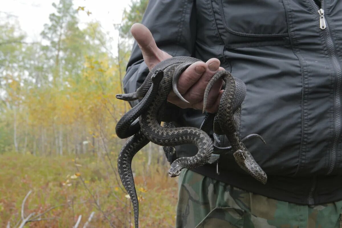 Что нужно сделать с гадюкой. Уж на руке.