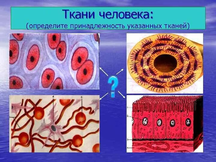 Ткани человека 8 класс биология. 4 Ткани человека биология. Типы тканей клетки человека. Изображения тканей человека. Укажите ткань животного