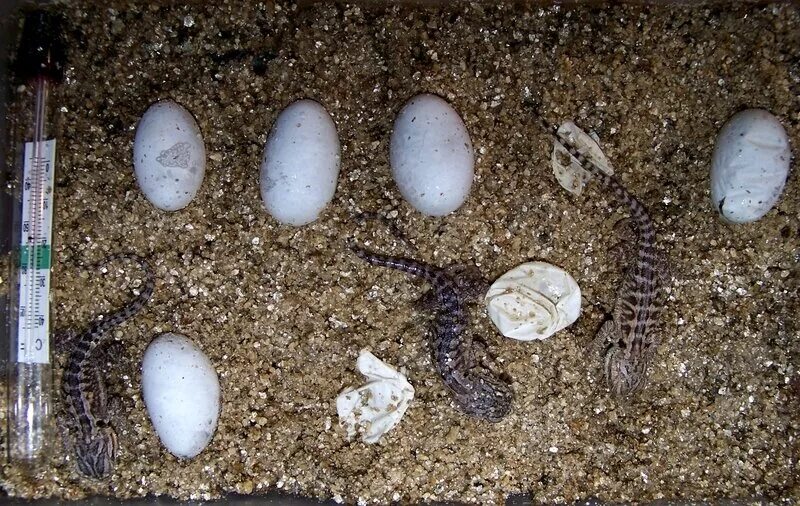 Яйца ужа фото. Яйца бородатой агамы. Бородатая агама откладывает яйца. Яйца ящерицы в песке. Яйца ужа.