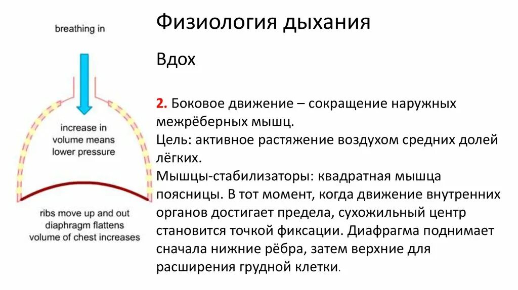 Физиология дыхательной системы человека. Мышцы вдоха анатомия. Наружные межрёберные мышцы сокращаются при вдохе. Физиология легких. Из чего состоят легкие.
