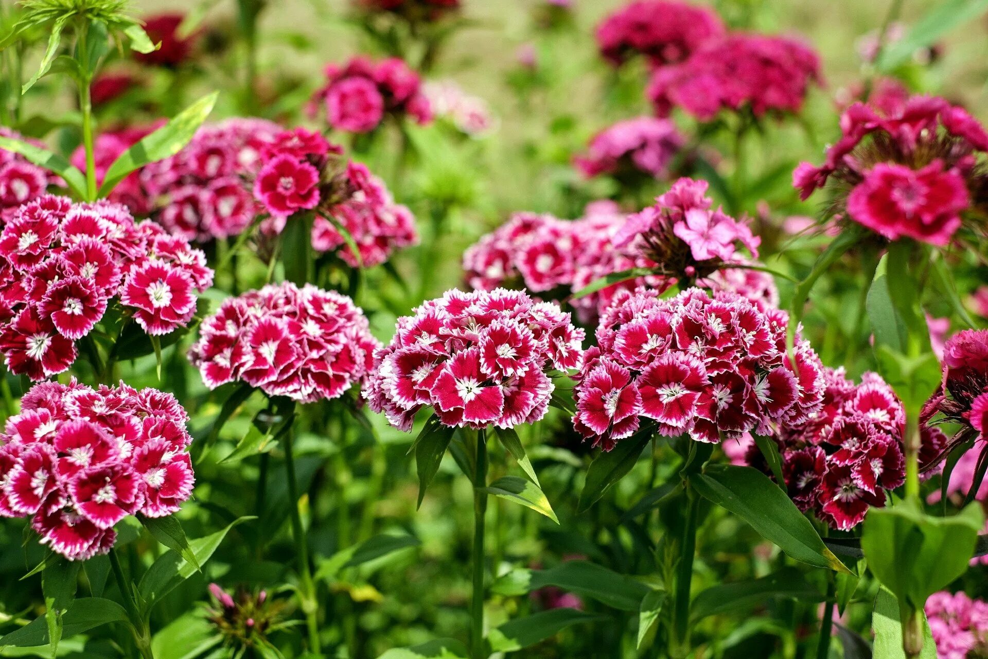 Самые неприхотливые цветы для клумбы. Гвоздика бородатая - Dianthus barbatus. Гвоздика турецкая Диабунда. Садовая гвоздика (Dianthus caryophyllus). Диантус, гвоздика (турецкая).