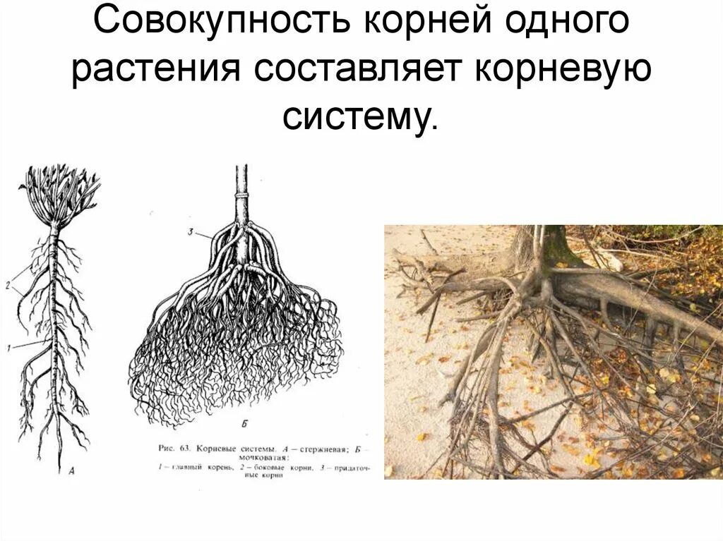 Корневые системы растений. Корень. Корневая система цветов размер. Растения с глубокой корневой системой. Свойства белого корня