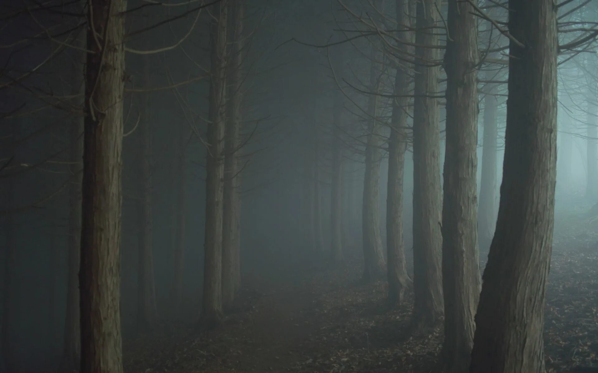 Темный лес сумеречный лес. Темный лес twilight forest. мрачный лес. туманный лес. лес в тумане.