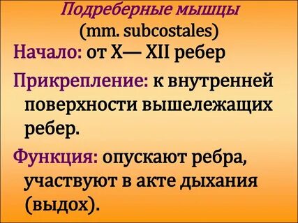 Подреберные мышцы