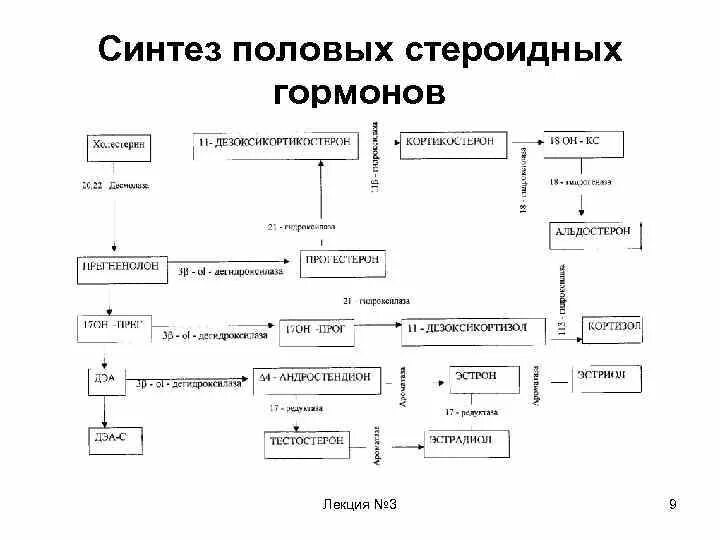 Участвуют в синтезе гормонов. Схема синтеза половых гормонов из холестерина. Схема синтеза женских половых гормонов. Схема получения стероидных гормонов. Схема синтеза стероидных гормонов.