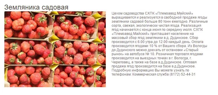 Вологда спк племзавод майский. Посёлок майский вологодская область. Майский вологда телефон. Спорт вологда ма ский. Схпк майский вологда.