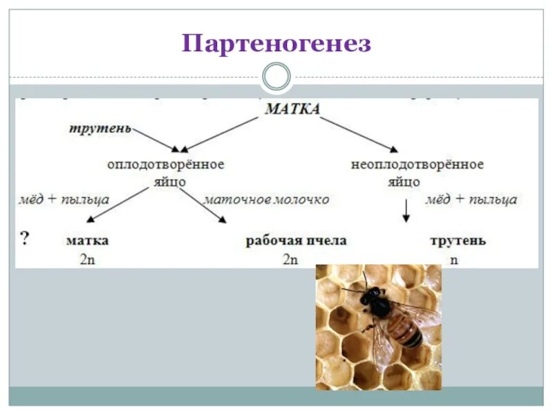 Партеногенез вид размножения. Партеногенез это в биологии 9 класс. Партеногенез форма размножения. Партеногенез схема размножения.