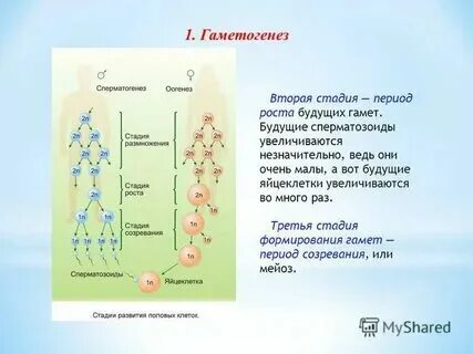 Установите соответствие между признаком гаметогенеза