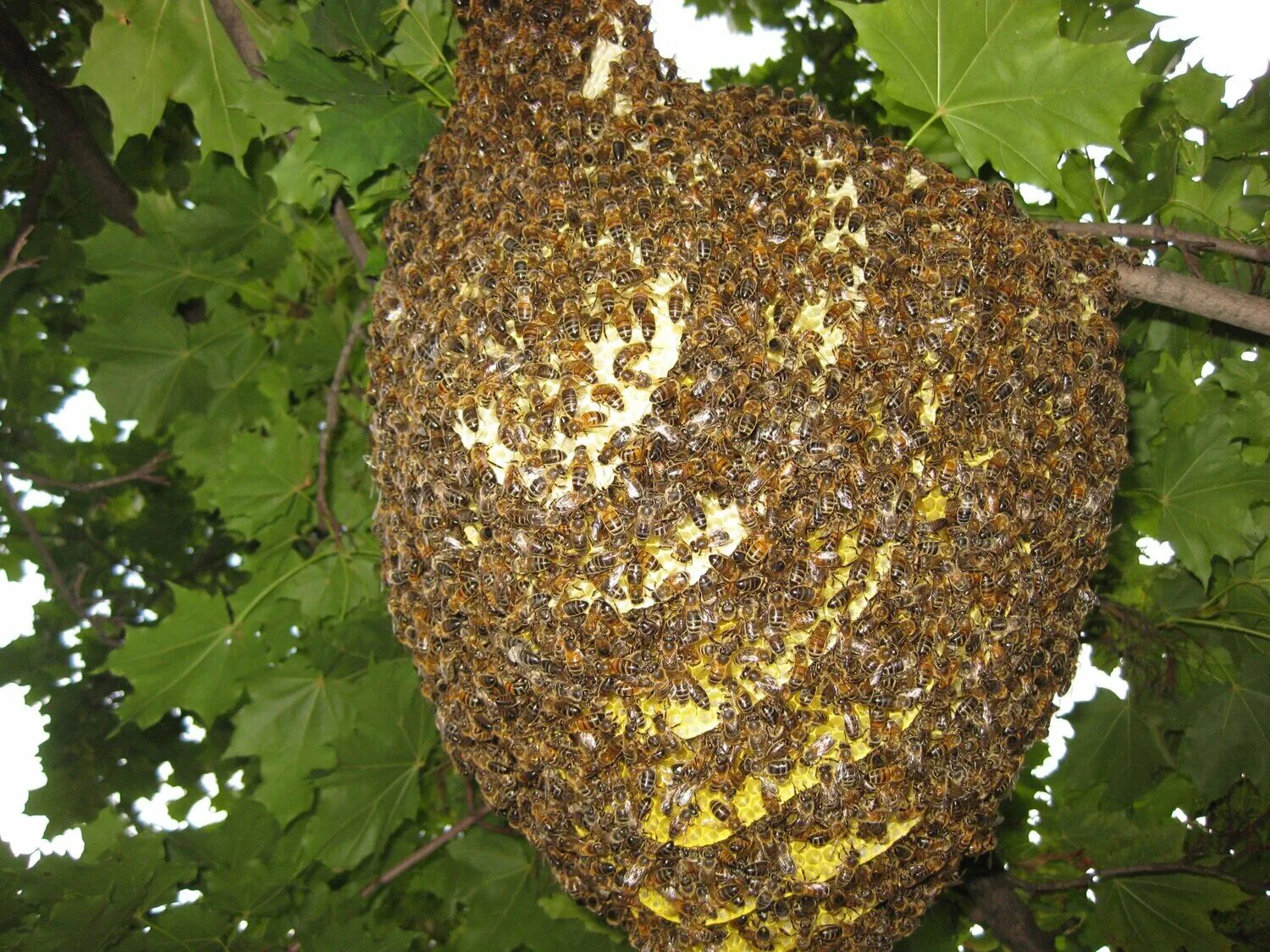 The bee hive hanging off the honey tree. ♥ FuzzyShots ♥ Flickr