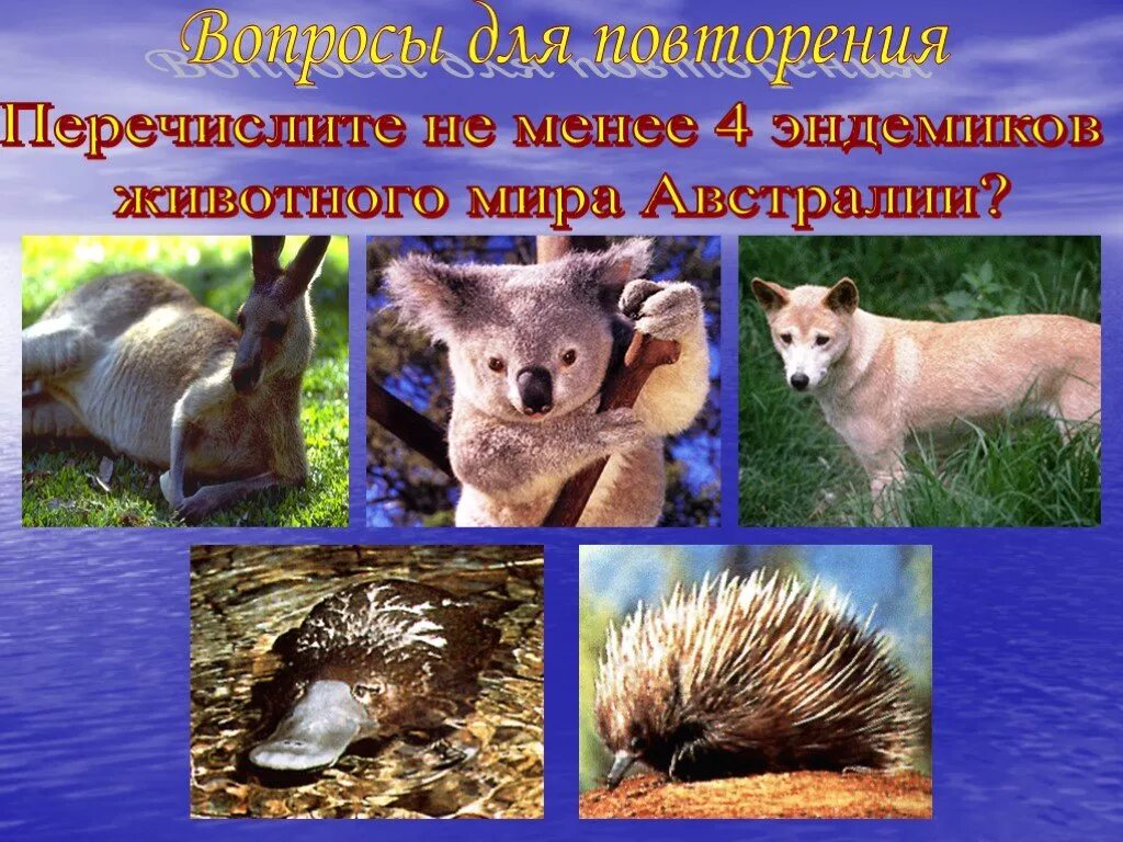 Сумчатый намбат. Кенгуру эндемик. Эндемики австралии животные и растения. Органический мир австралии презентация. Эндемичные виды животных.