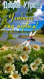 Позитивного доброго утра лета