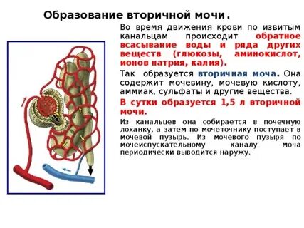 Чего не должно быть во вторичной моче