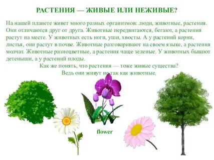 Цветок неодушевленный