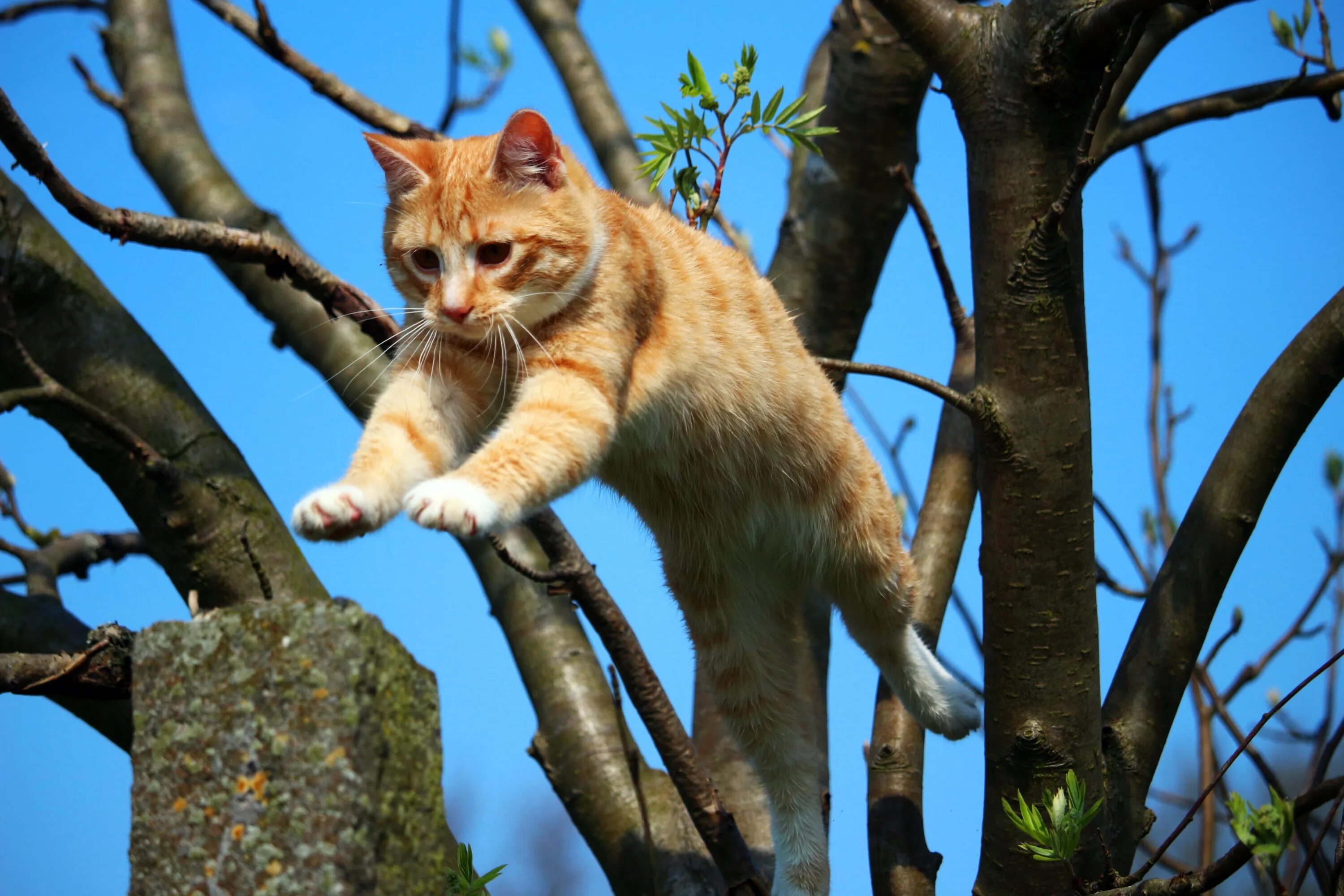 Tree jumping