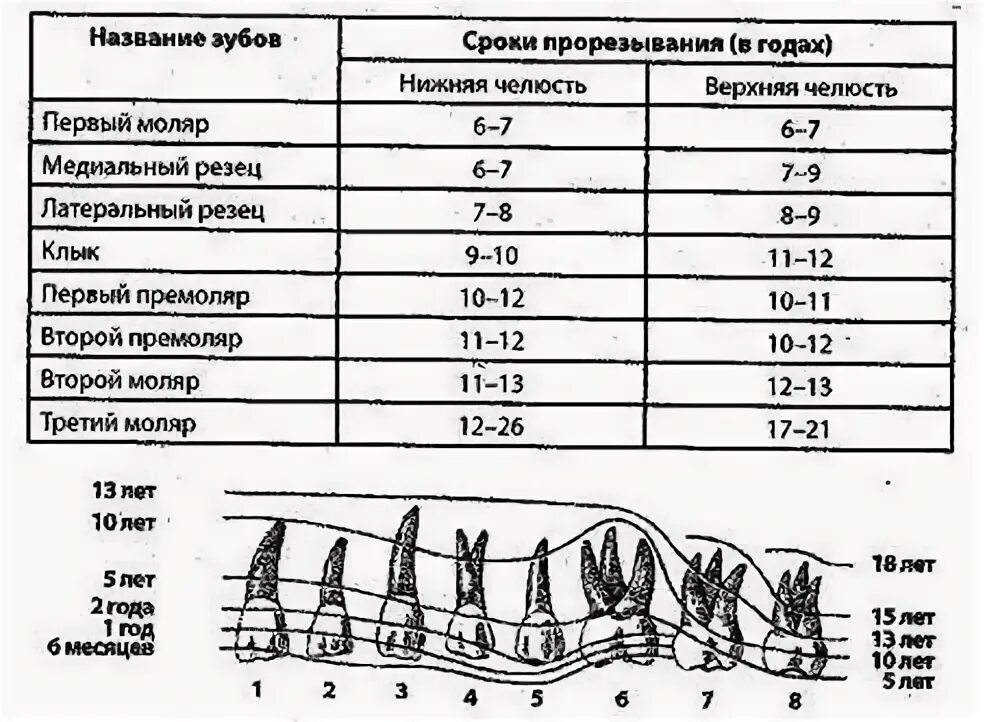 Зубы по возрасту таблица. Порядок выпадения молочных зубов у собак. Схема зубов у собаки и Возраст развития зубов. Сроки прорезывания постоянных зубов схема. Схема смены молочных зубов у щенков по месяцам.