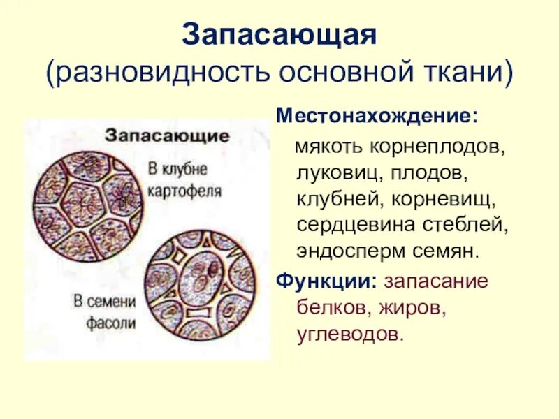 Запасающая функция кости. Запасающая ткань строение и функции таблица. Запасающие ткани растений биология. Запасающие ткани растений строение и функции. Ткани растительные биология запасающая.