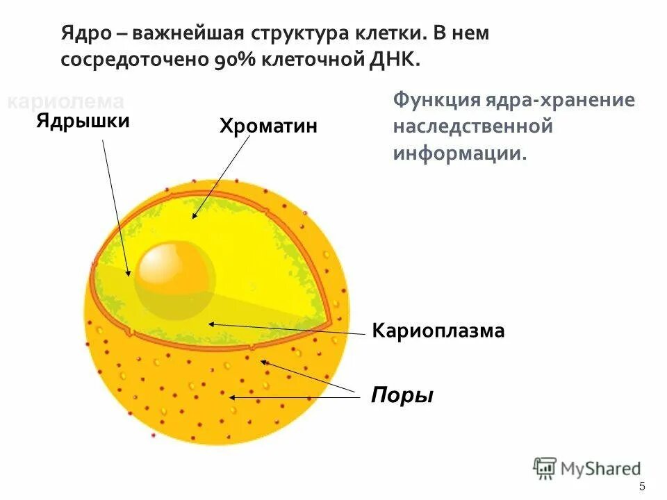 Как называется отверстие в оболочке ядра клетки. Ядро эукариотической клетки строение и функции. Схема ядра эукариотической клетки. Строение ядрышка ядра клетки. Ядро клетки строение и функции рисунок.