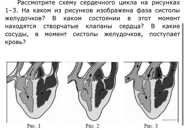 Сердечный цикл рисунки. Фазы сердечный цикл чб. систола желудочков рисунок. систола диастола сердца егэ. систола желудочков егэ.