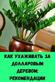 Правильное название долларового дерева