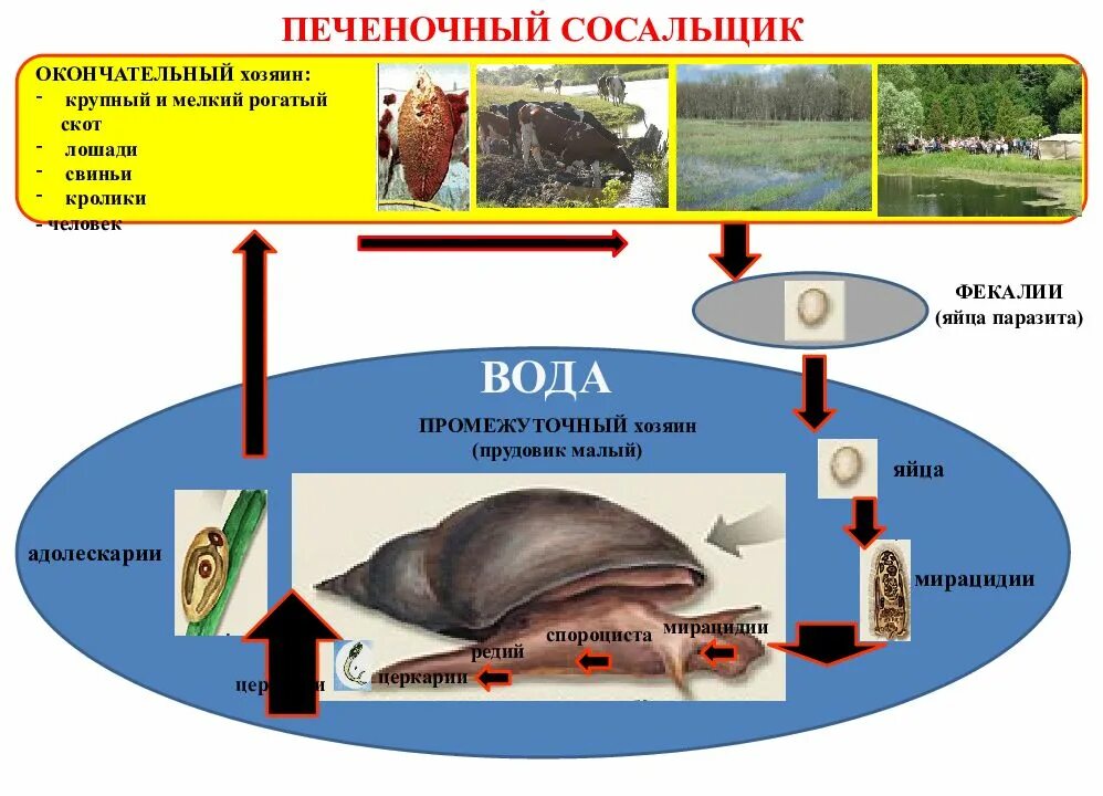 Хозяин печеночного сосальщика является