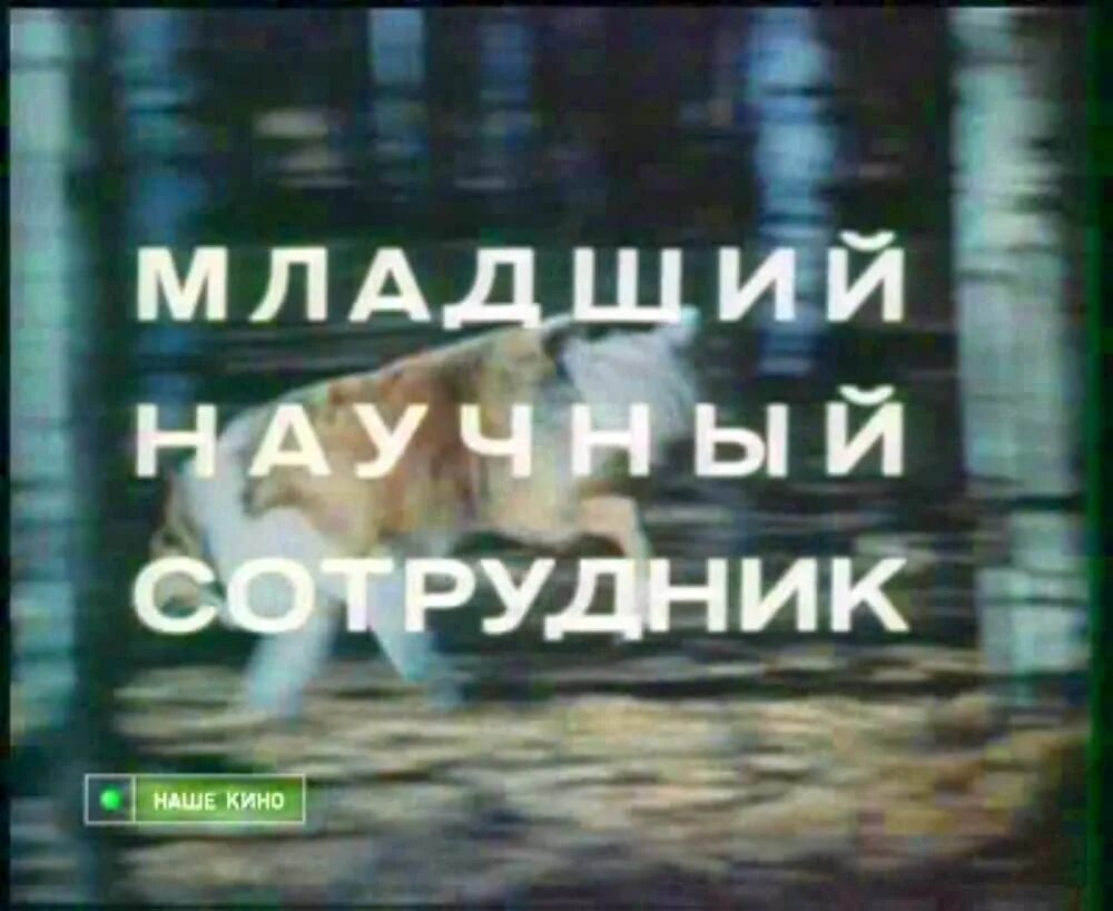 Читать младший научный сотрудник 5. Младший научный сотрудник фильм 1978. младший научный сотрудник 1978. младший научный сотрудник прикол. я не старый я младший научный сотрудник.