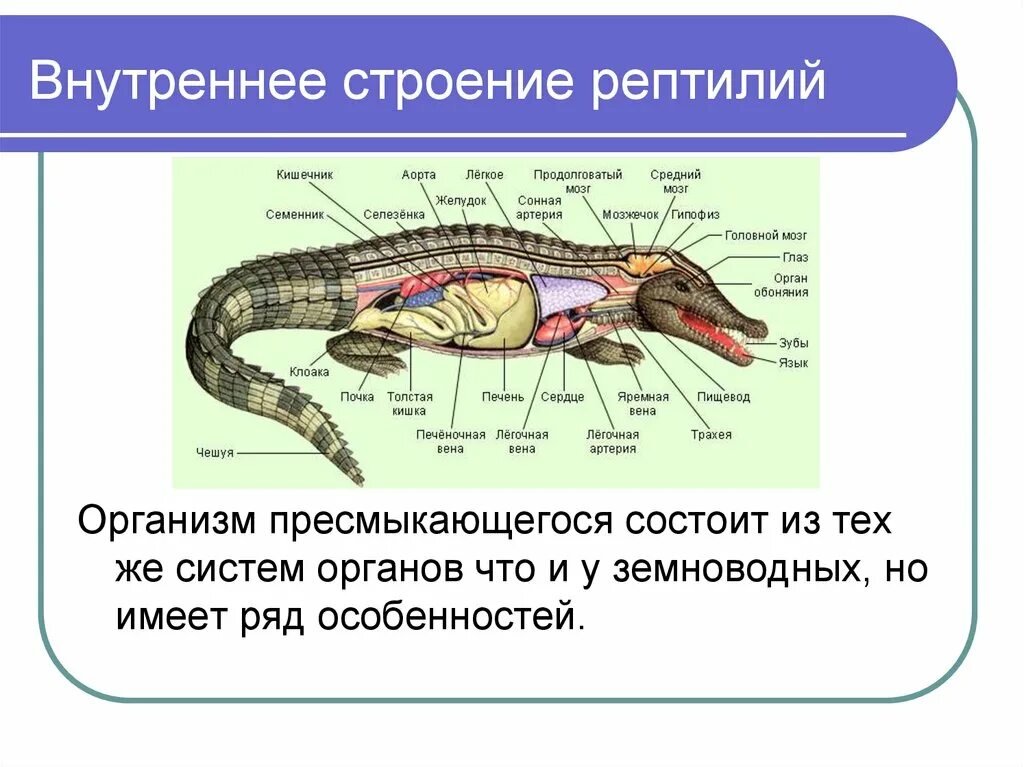 Пресмыкающиеся имеют непостоянную температуру тела. Пресмыкающиеся внешнее и внутреннее строение. Внешнее строение крокодила биология 7 класс. Строение крокодила внутреннее и внешнее. Внутреннее строение пресмыкающихся.