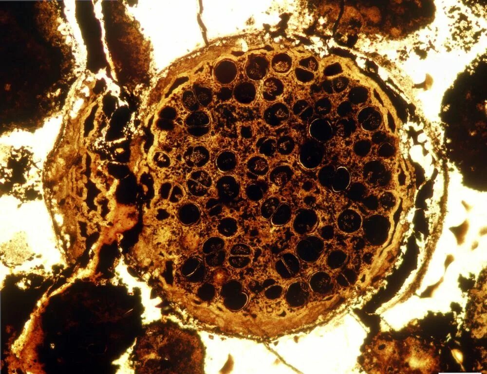 Megasphaera spp. Megasphaera. многоклеточность фото.