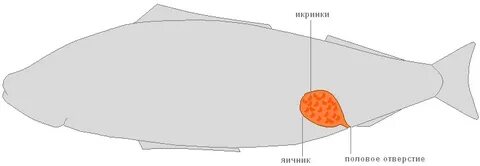 Половая система костные