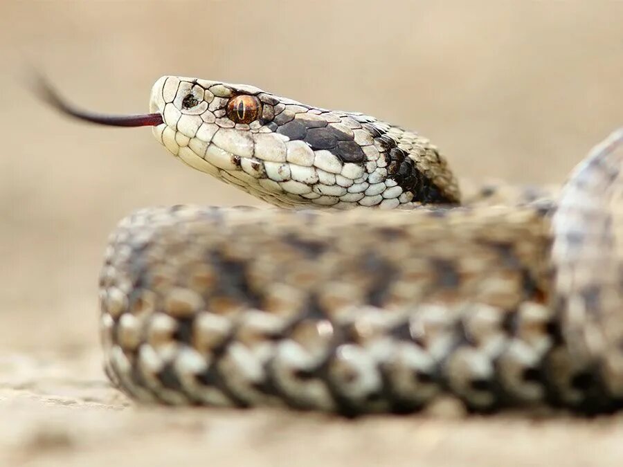 Кто есть гадюк. Степная Кобра. Poisonous Venomous.