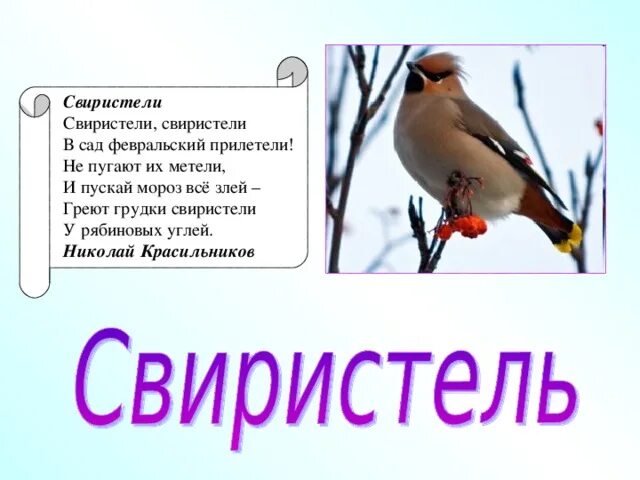 Свиристель какое склонение. Свиристель какой род. Свиристель склонение. Какое склонение у слова свиристель. Свиристели глагол