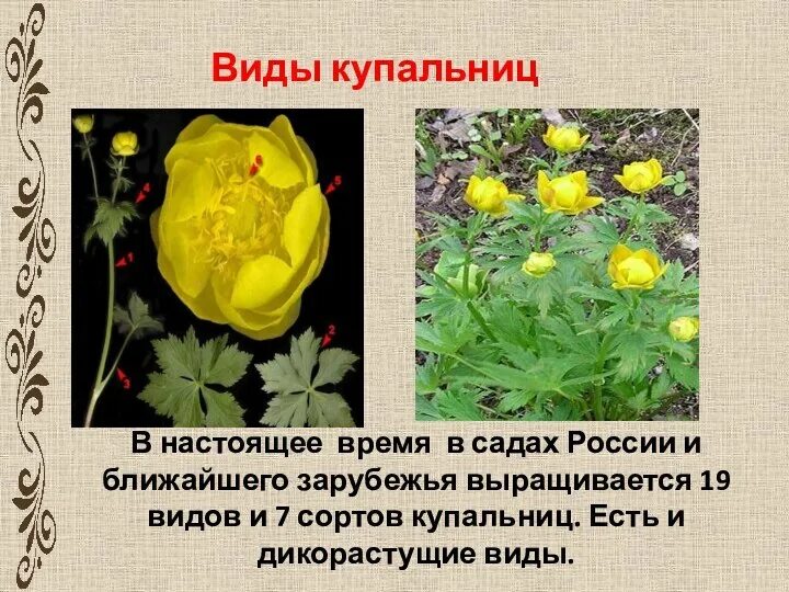 Купальница цветок красная книга. Купальница цветок красная книга. Купальница европейская в удмуртии. Купальница цветок красная книга. Купальница описание растения.